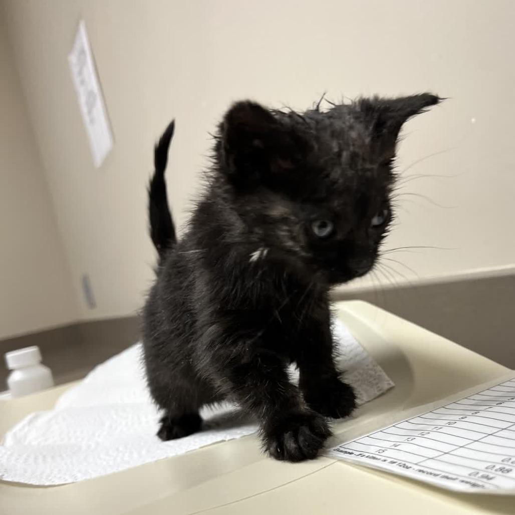 Mayor McCheesey, Adoptable, Kitten Female Domestic Short Hair.