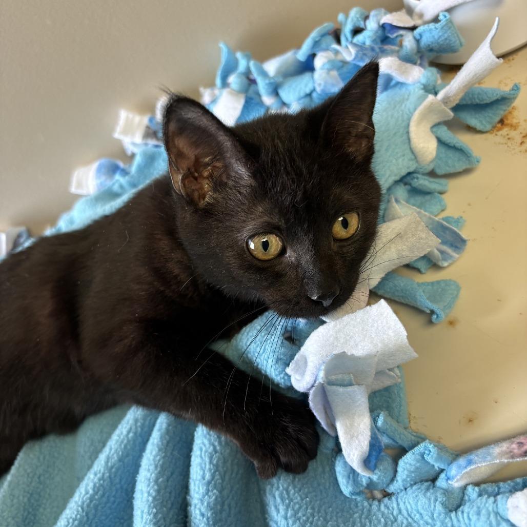 Enlarge Mayor McCheesey, a Adoptable Domestic Short Hair in Norfolk, NE image 2/2