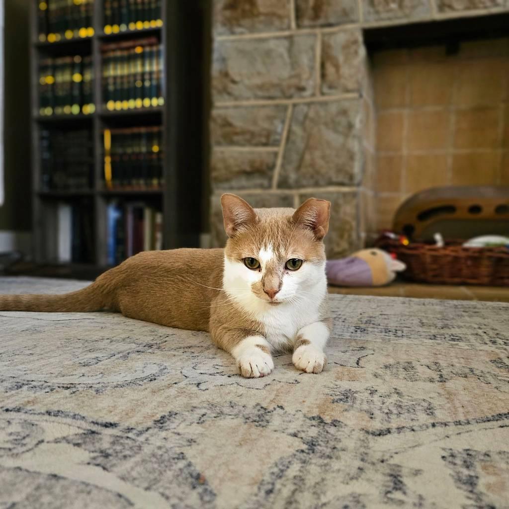 Enlarge Gus, a ADOPTABLE Domestic Short Hair in Pittsburgh, PA image 2/6