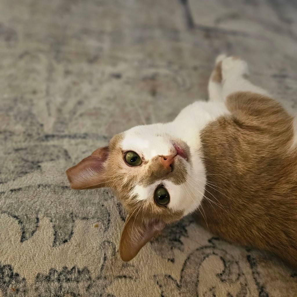 Enlarge Gus, a ADOPTABLE Domestic Short Hair in Pittsburgh, PA image 6/6