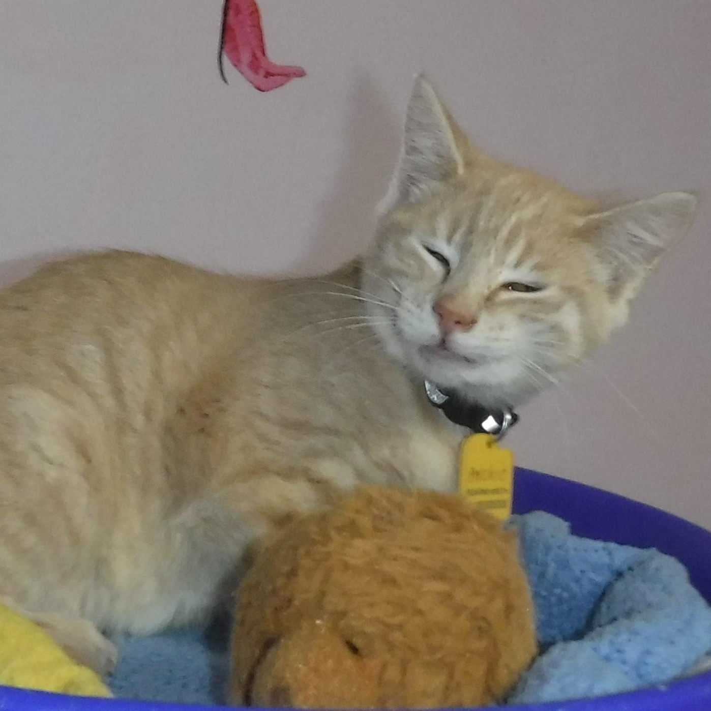 Enlarge Archie - Secret Santa Special!, a Adoptable Tabby in Hoquiam, WA image 2/2