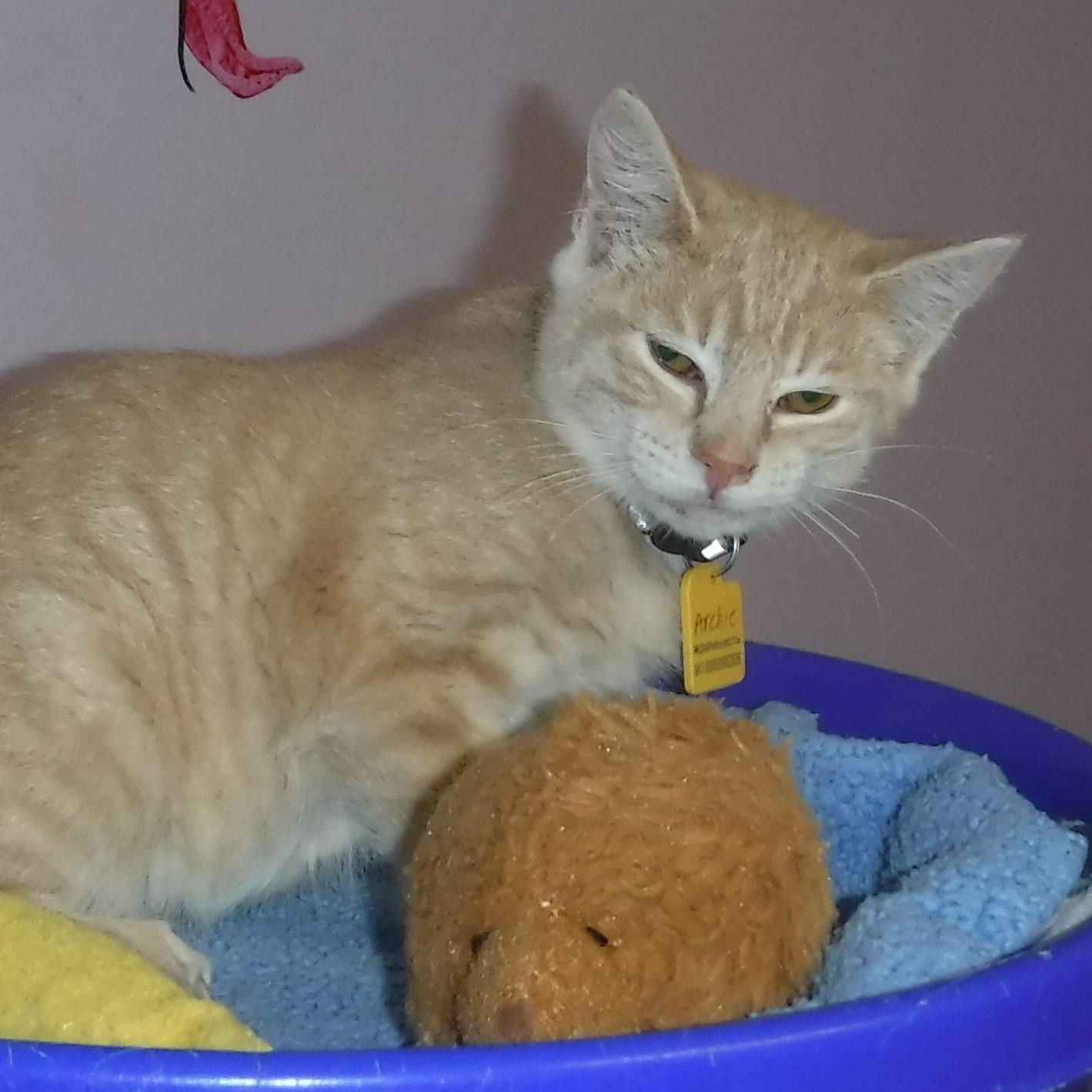 Archie - Secret Santa Special!, Adoptable, Kitten Male Tabby.