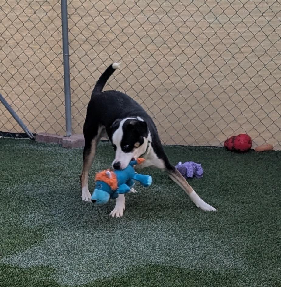 Romeo-Stunning and Sweet!, Adoptable, Puppy Male Mountain Dog & Catahoula Leopard Dog.