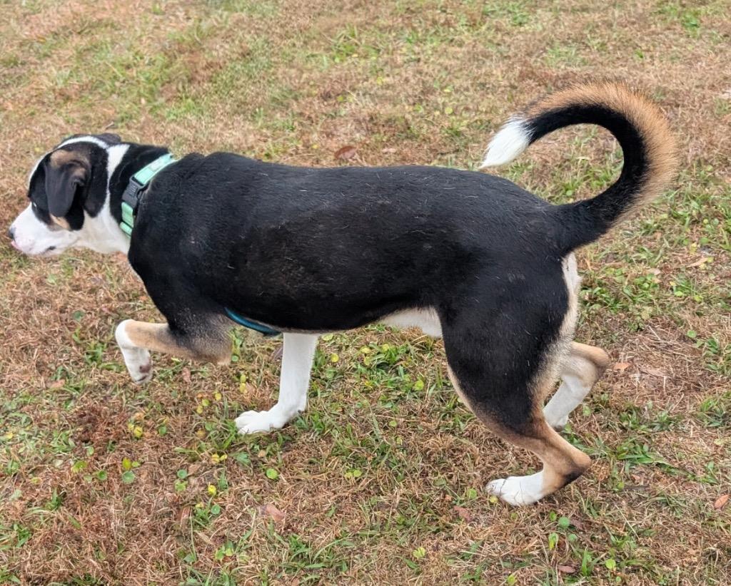 Enlarge Romeo-Stunning and Sweet!, a Adoptable mixed breed in Fort Myers, FL image 2/6