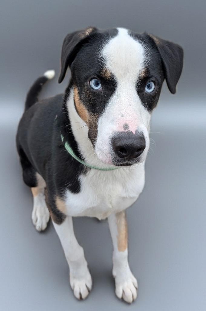 Enlarge Romeo-Stunning and Sweet!, a Adoptable mixed breed in Fort Myers, FL image 3/6