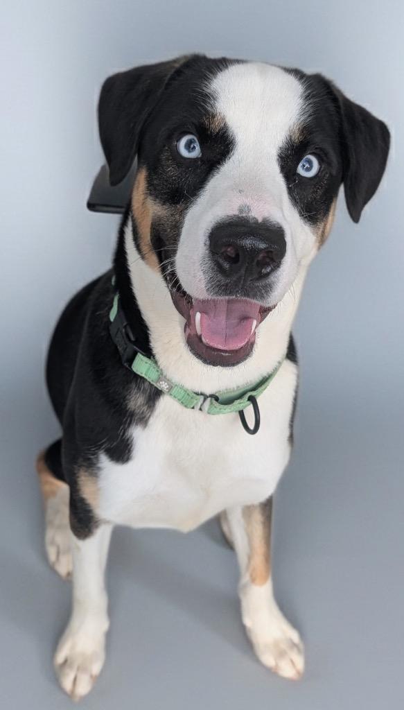 Enlarge Romeo-Stunning and Sweet!, a Adoptable mixed breed in Fort Myers, FL image 4/6