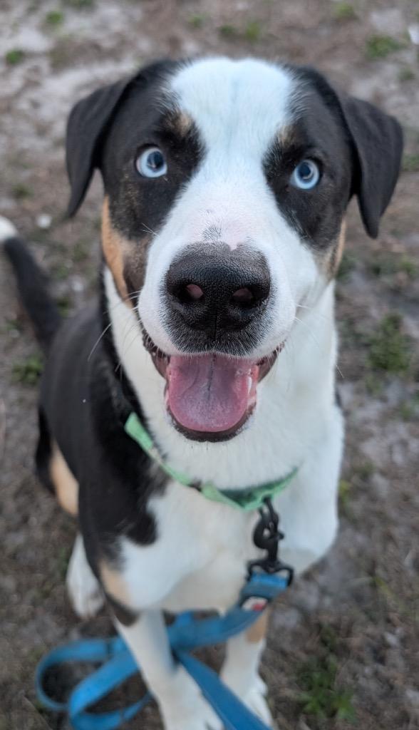 Enlarge Romeo-Stunning and Sweet!, a Adoptable mixed breed in Fort Myers, FL image 5/6