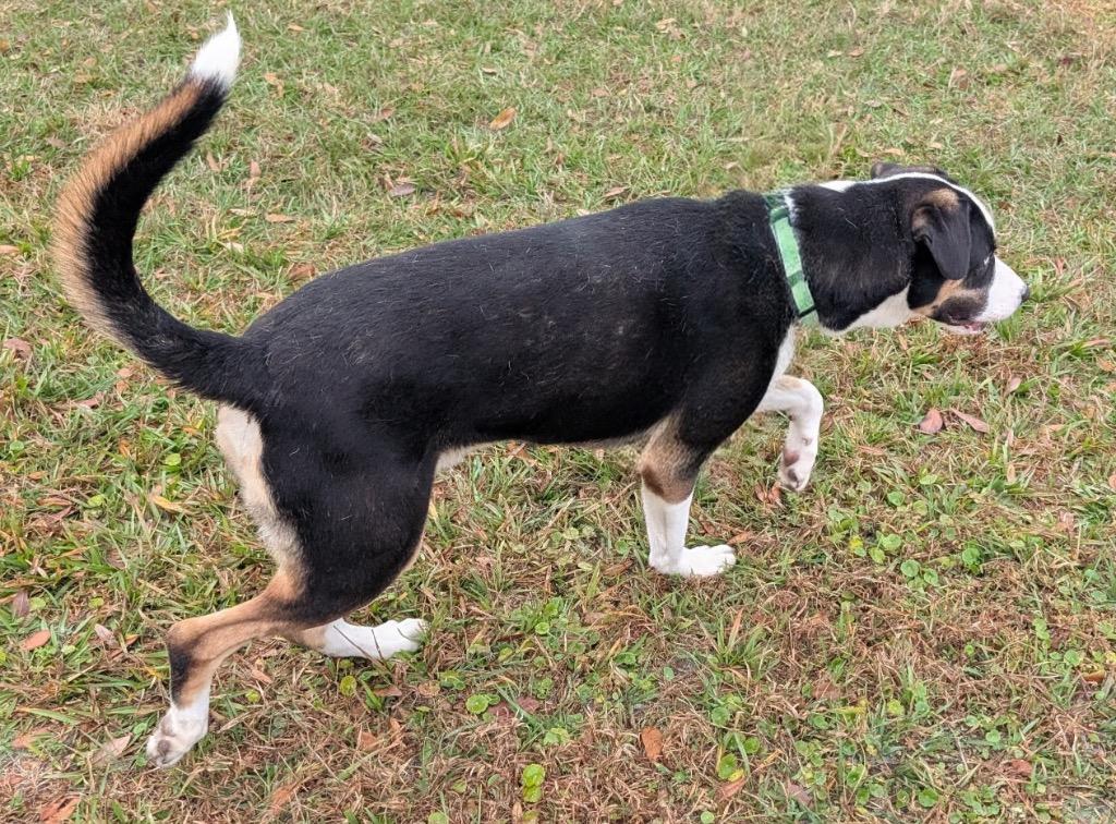 Enlarge Romeo-Stunning and Sweet!, a Adoptable mixed breed in Fort Myers, FL image 6/6