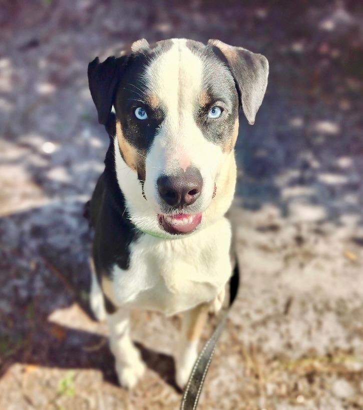 Enlarge Romeo-Stunning and Sweet!, a Adoptable mixed breed in Fort Myers, FL image 3/6