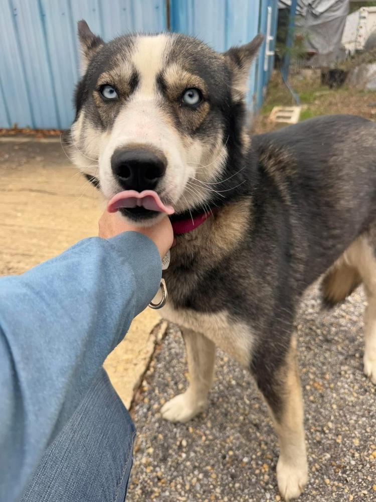 Trixie, Adoptable, Adult Female Husky.