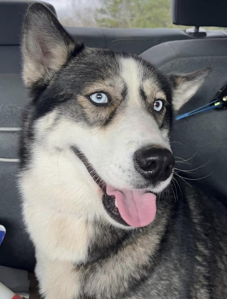Enlarge Trixie, a Adoptable Husky in Troy, AL image 2/2