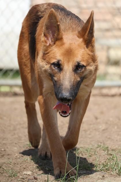 Enlarge Marla, a Adoptable mixed breed in Irving, TX image 1/3