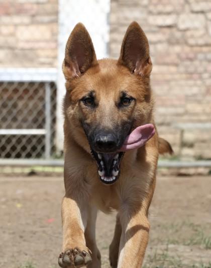 Enlarge Marla, a Adoptable mixed breed in Irving, TX image 3/3