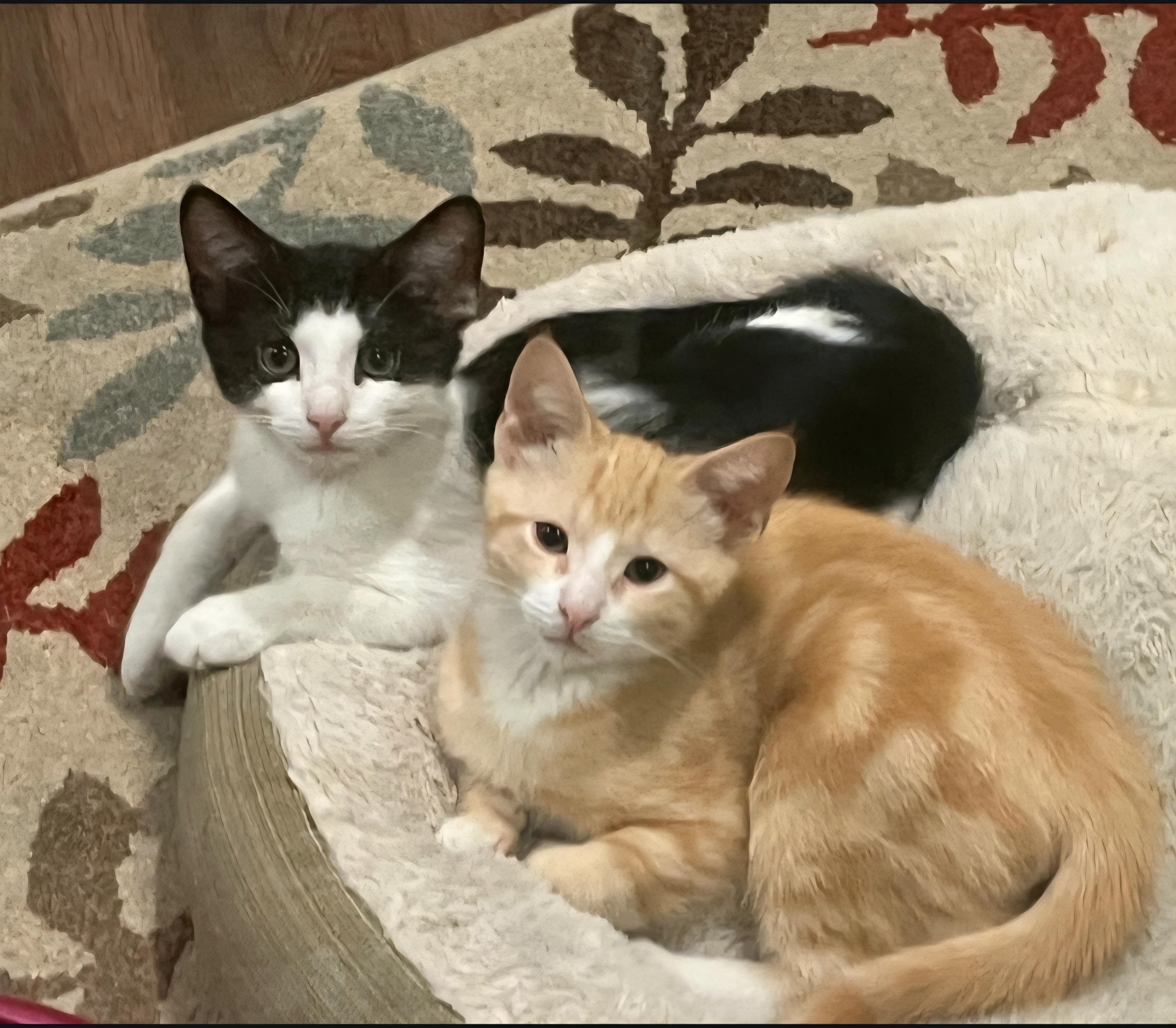 Pepe and Simba, a Adoptable Domestic Short Hair in Clayton, NJ image 2/3