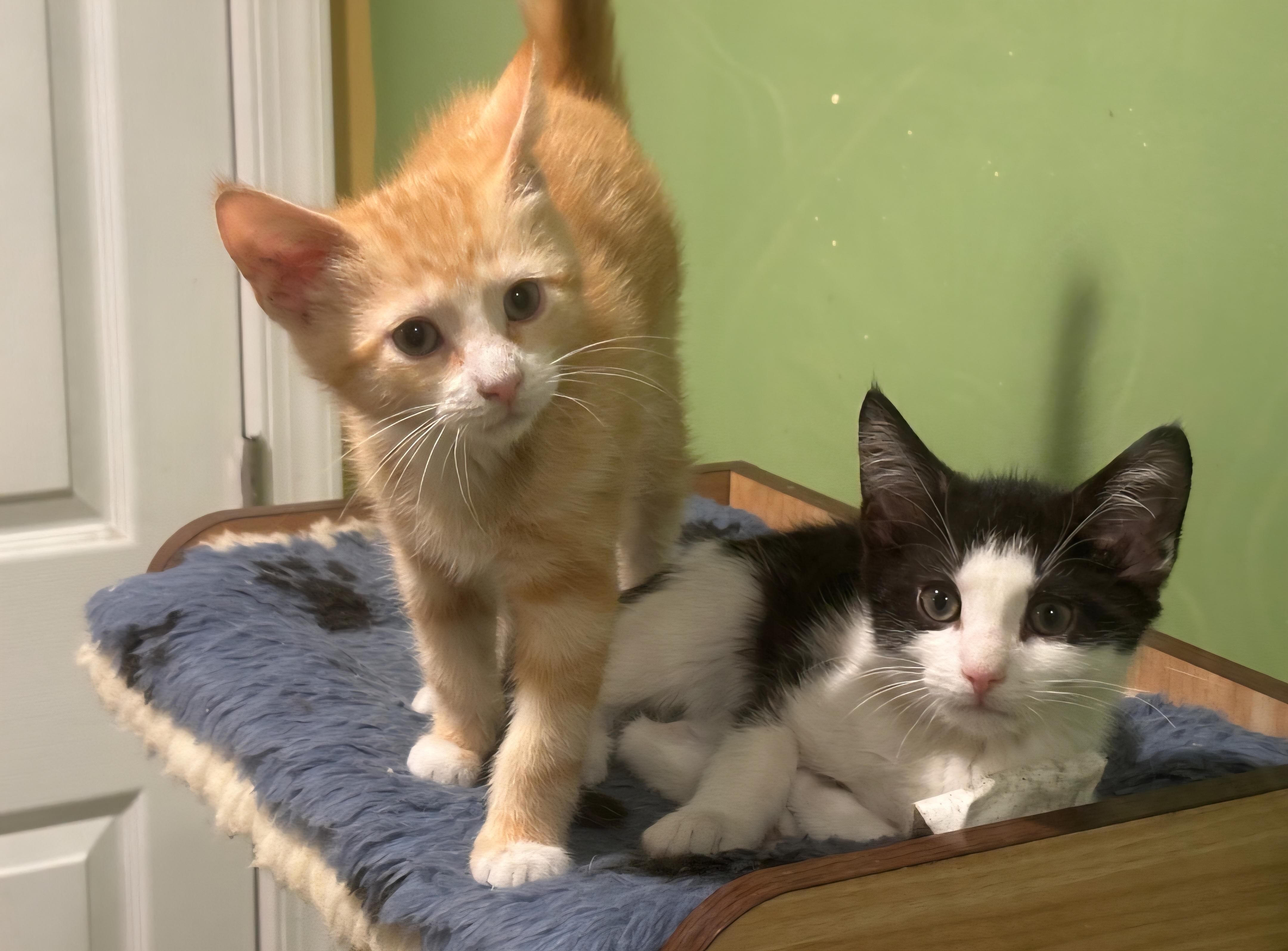 Pepe and Simba, a Adoptable Domestic Short Hair in Clayton, NJ image 3/3