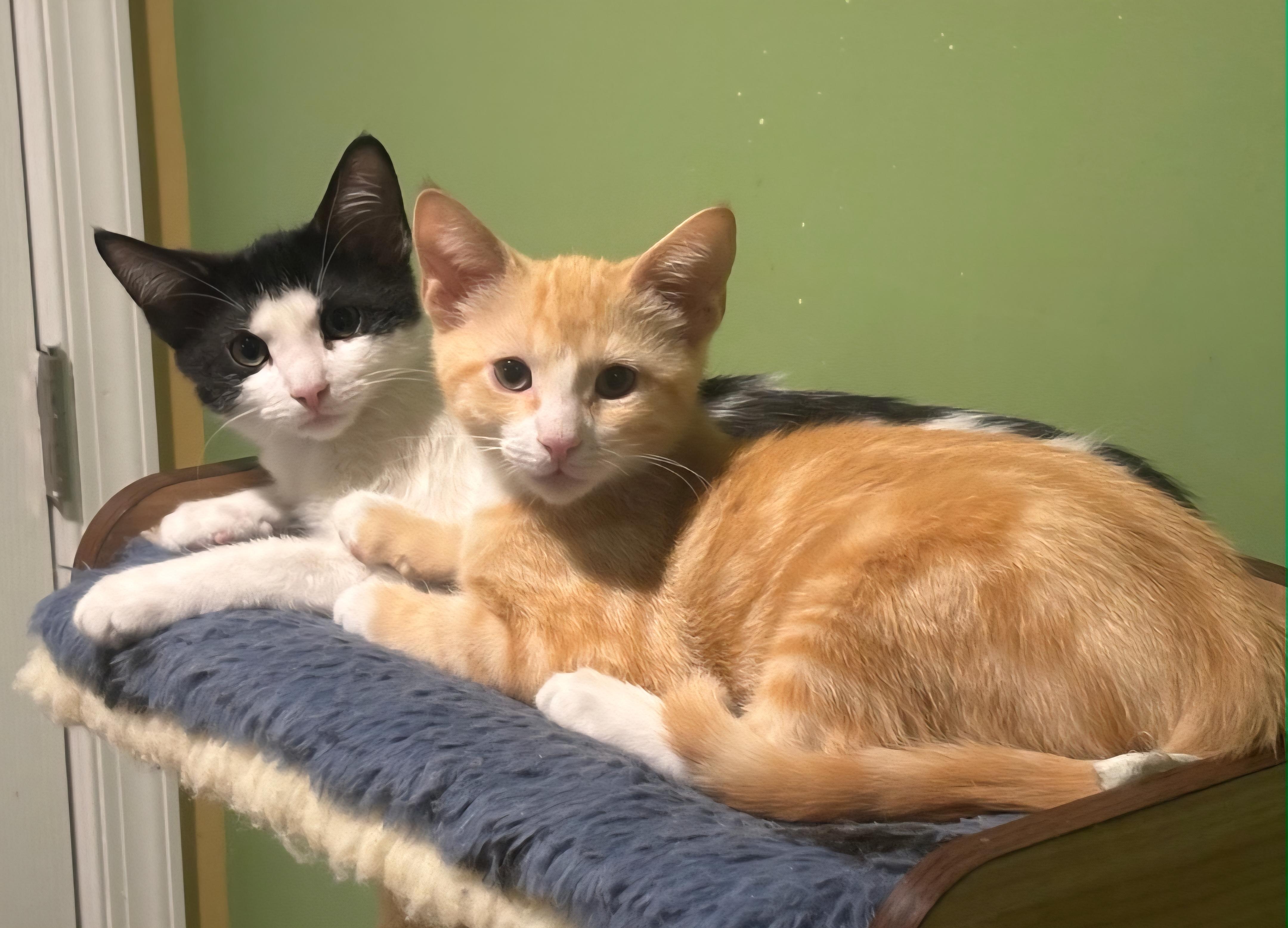 Pepe and Simba, a Adoptable Domestic Short Hair in Clayton, NJ image 1/3