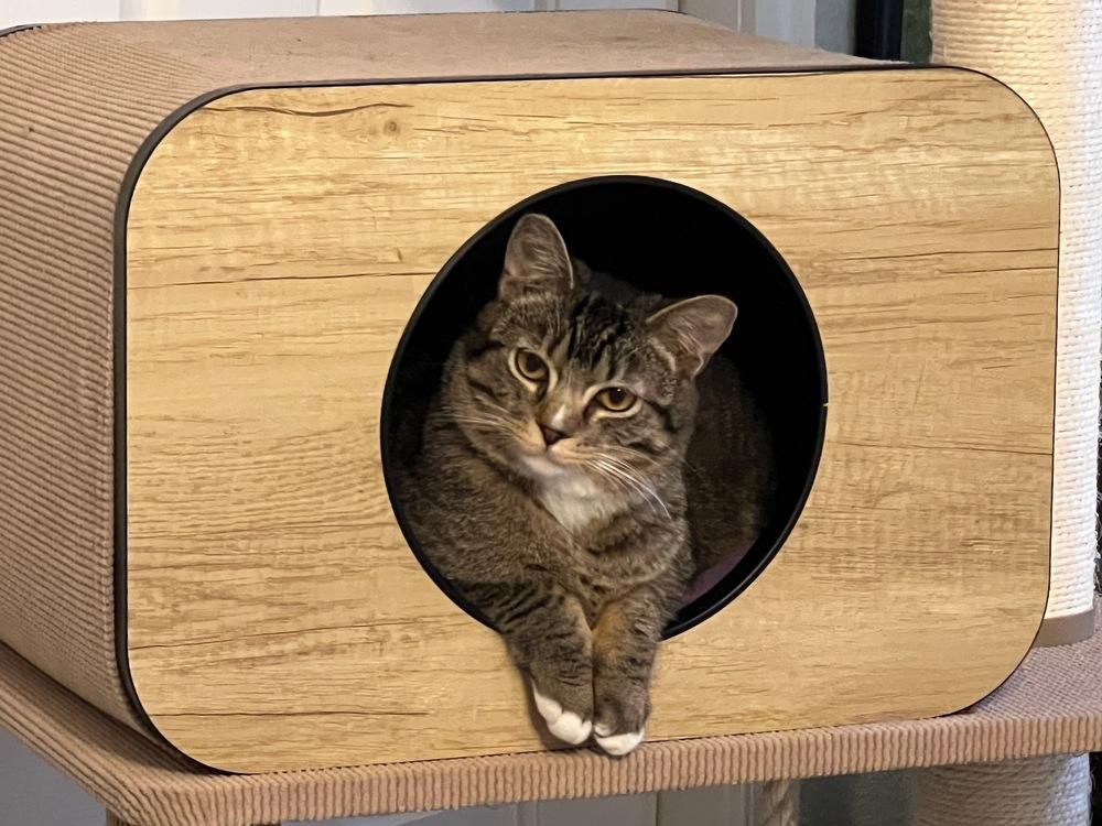 Pants - Virginia, Adoptable, Kitten Female Domestic Short Hair.