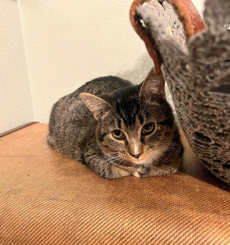 Enlarge Pants - Virginia, a Adoptable mixed breed in Vancouver, WA image 2/2