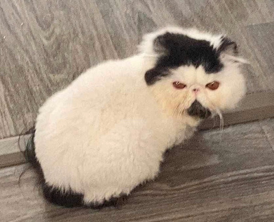 Izzy, Adopted, Adult Female Persian.