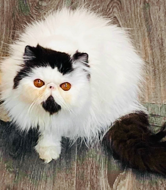 Izzy, a Adopted Persian in Limekiln, PA image 3/4