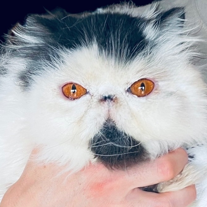 Izzy, a Adopted Persian in Limekiln, PA image 4/4