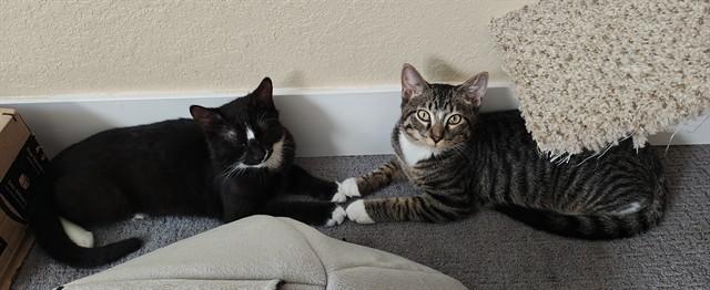DRUMSTICK, Adoptable, Young Male Domestic Short Hair.