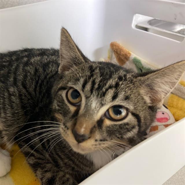 DRUMSTICK, Adoptable, Young Male Domestic Short Hair.