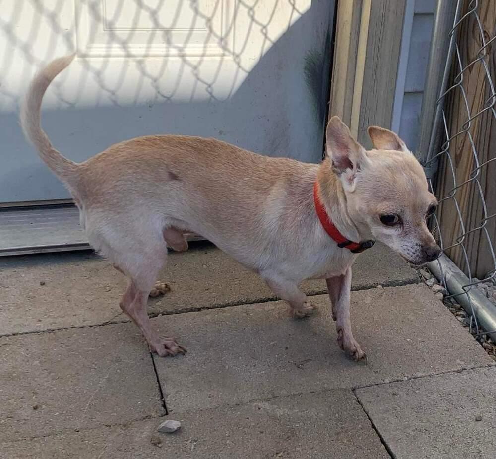 Tapi, Adoptable, Adult Male Chihuahua.