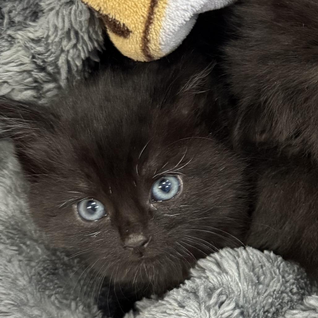 Pocus, Adoptable, Kitten Female Domestic Medium Hair.