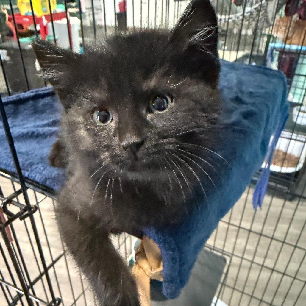 Pocus, a Adoptable Domestic Medium Hair in Marion, VA image 2/2