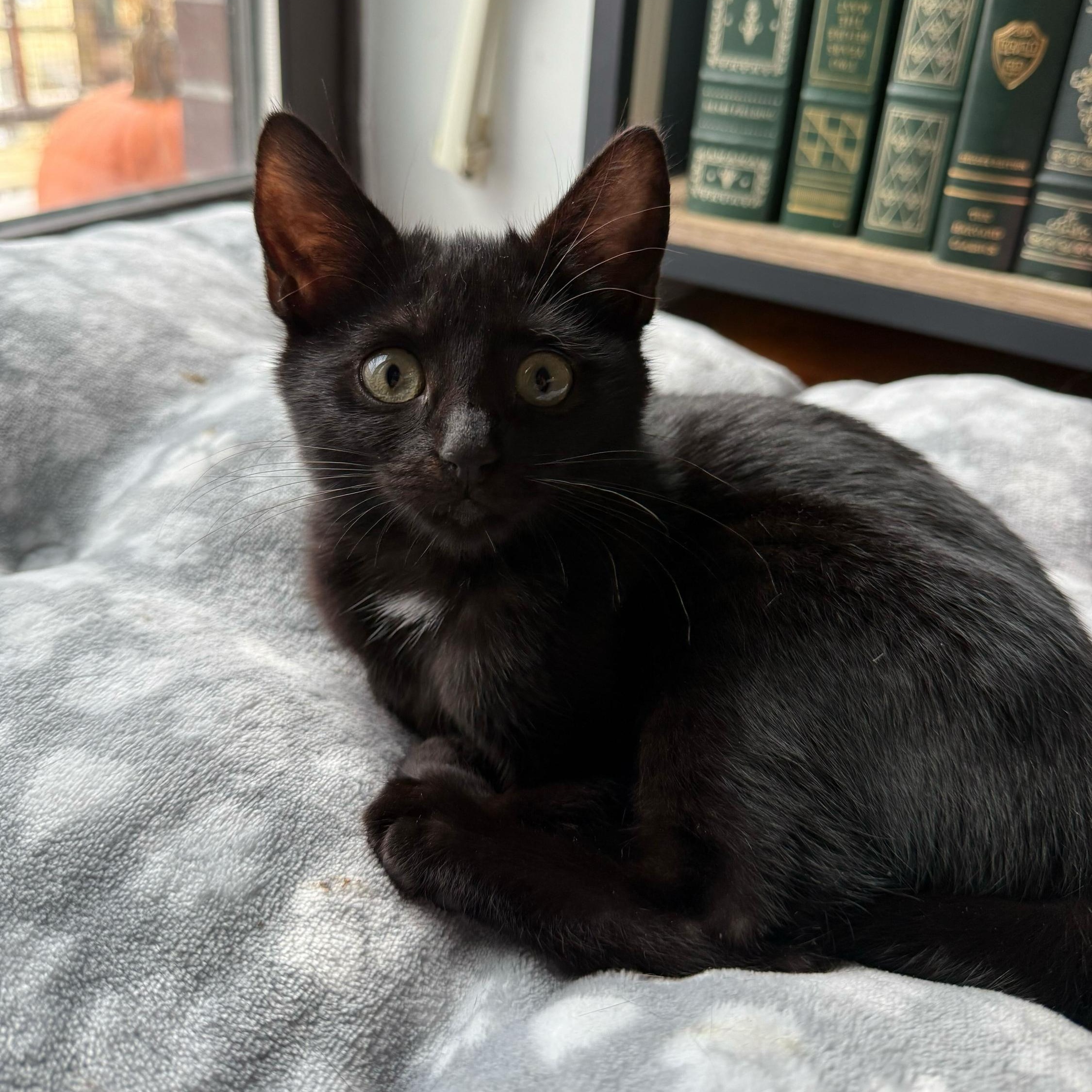 Enlarge Chandler, a Adoptable Domestic Short Hair in Long Island City, NY image 1/5