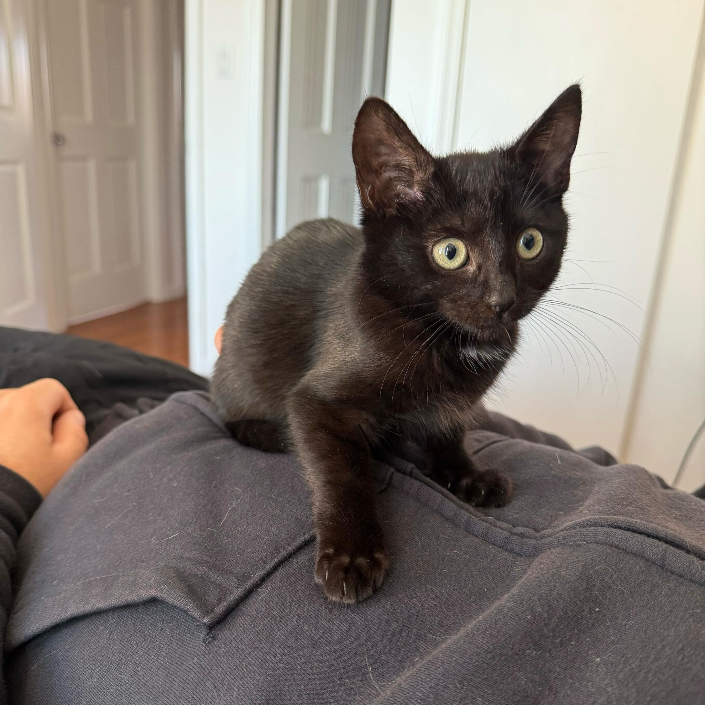 Enlarge Chandler, a Adoptable Domestic Short Hair in Long Island City, NY image 2/5