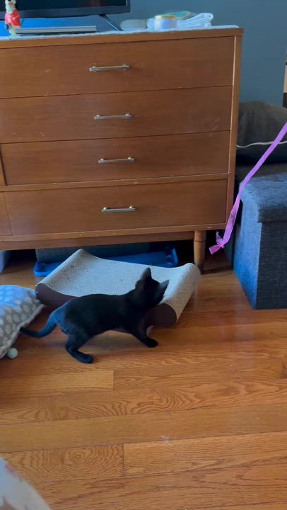 Enlarge Chandler, a Adoptable Domestic Short Hair in Long Island City, NY video 5/5