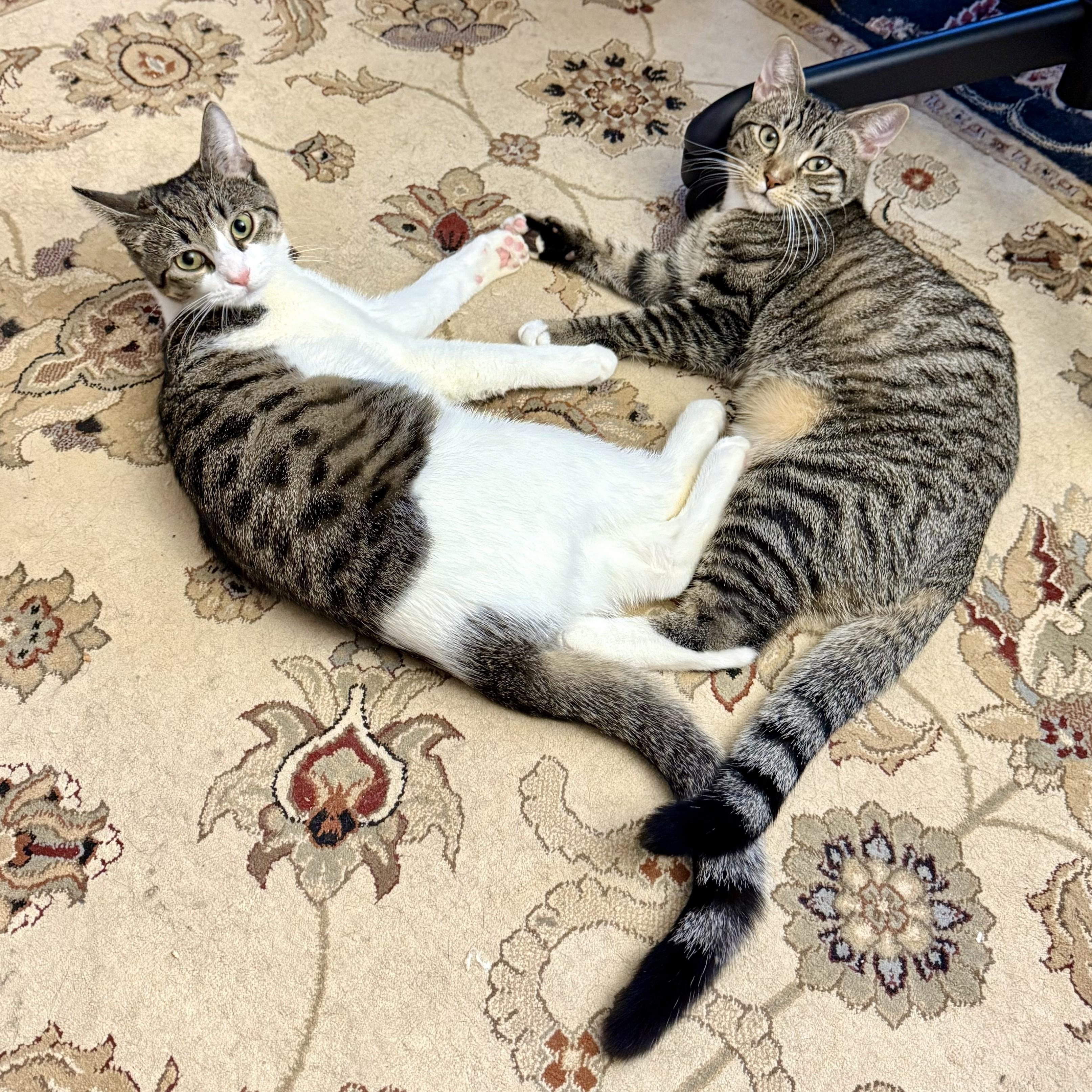 Enlarge Mr. Green, a Adoptable Domestic Short Hair in Brooklyn, NY image 2/6