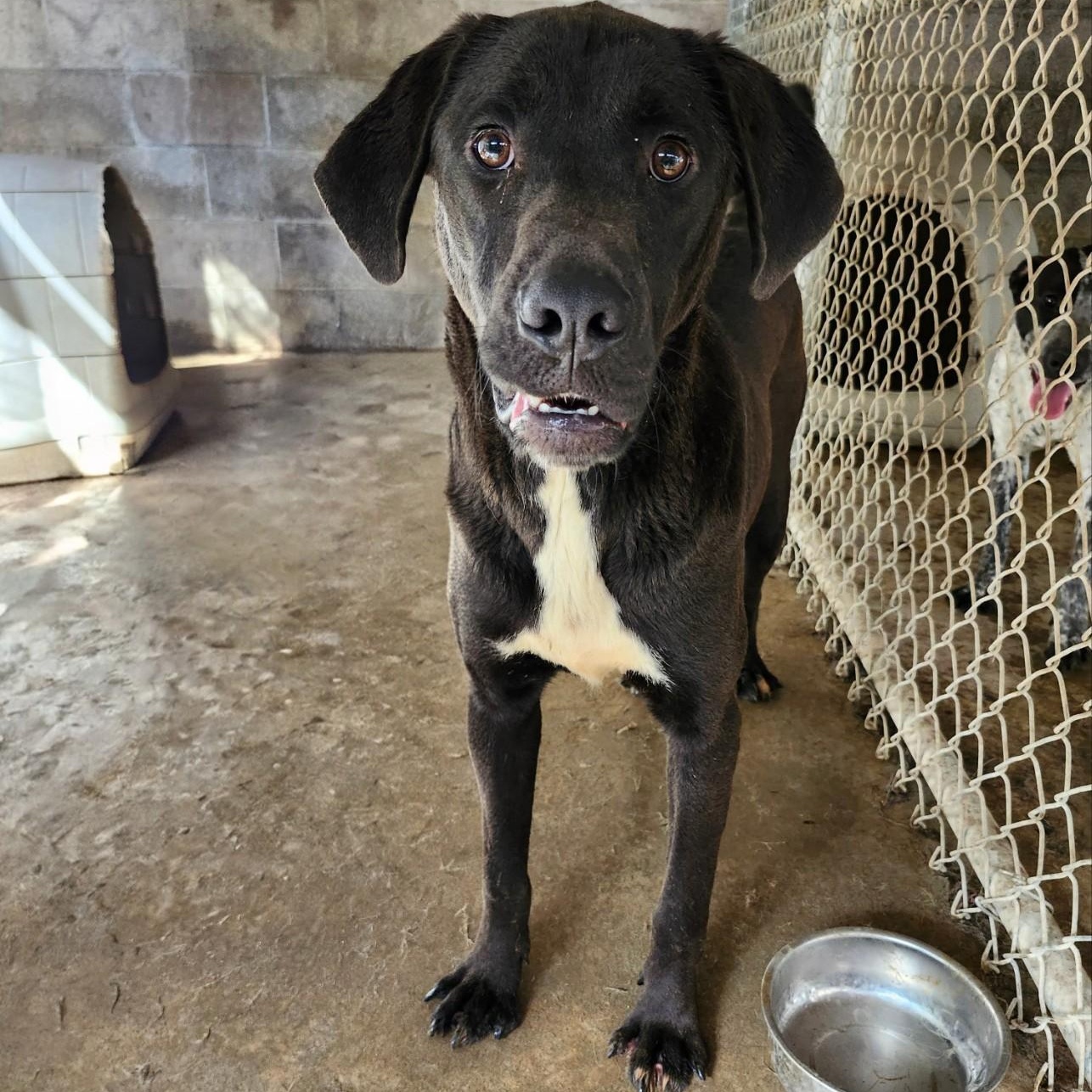Enlarge HAMHOCK, a ADOPTABLE mixed breed in Chicopee, MA image 3/4