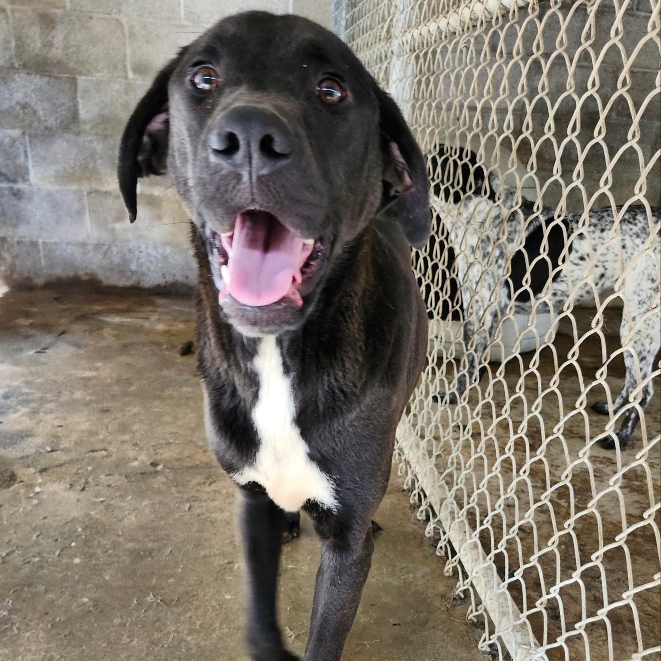 Enlarge HAMHOCK, a ADOPTABLE mixed breed in Chicopee, MA image 1/4