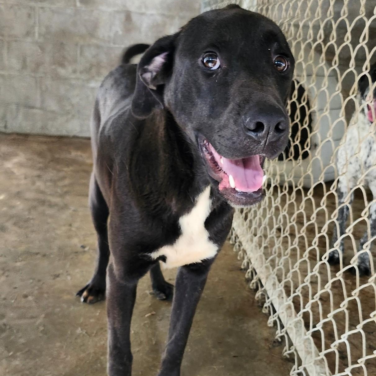 Enlarge HAMHOCK, a ADOPTABLE mixed breed in Chicopee, MA image 2/4