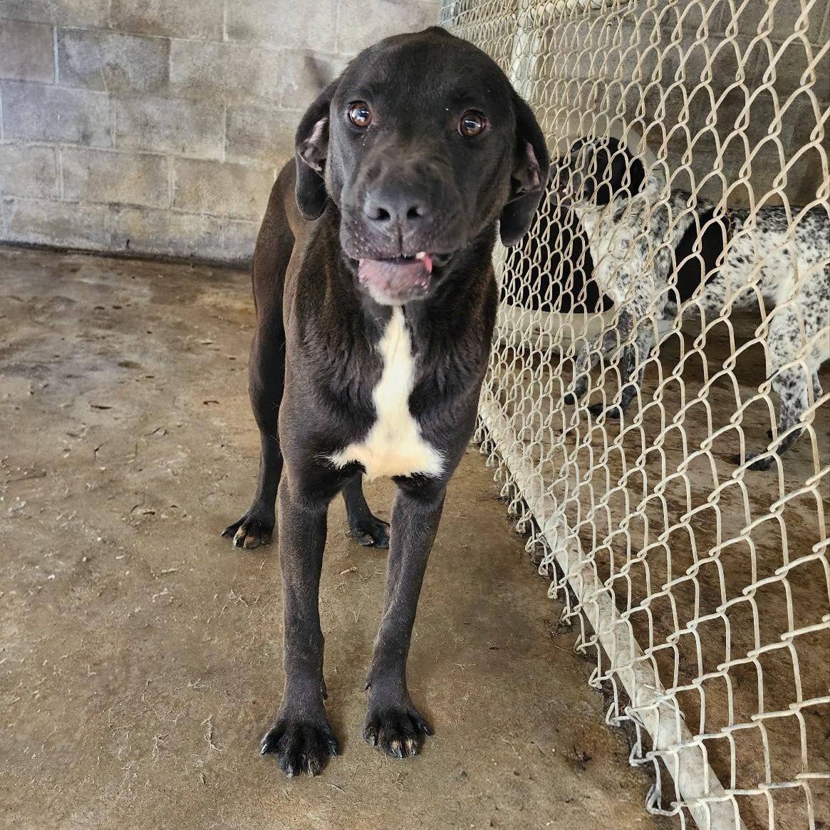 Enlarge HAMHOCK, a ADOPTABLE mixed breed in Chicopee, MA image 4/4