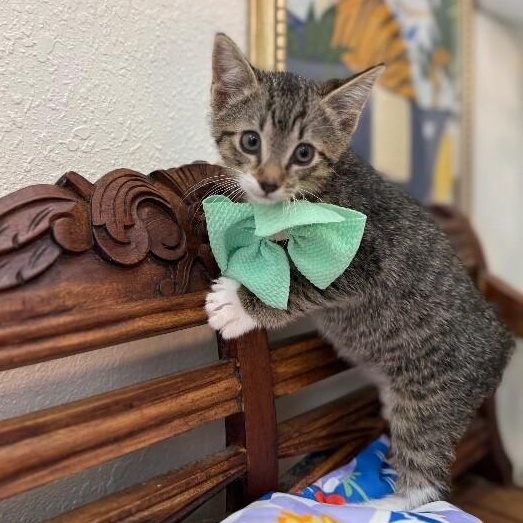 Chocolate Chip Cookie