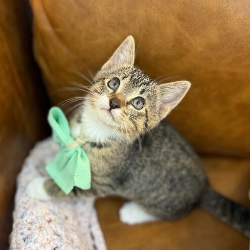 Chocolate Chip Cookie — thumbnail 2