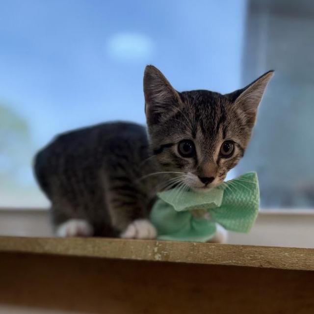 Chocolate Chip Cookie — thumbnail 3