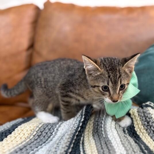 Chocolate Chip Cookie — thumbnail 5