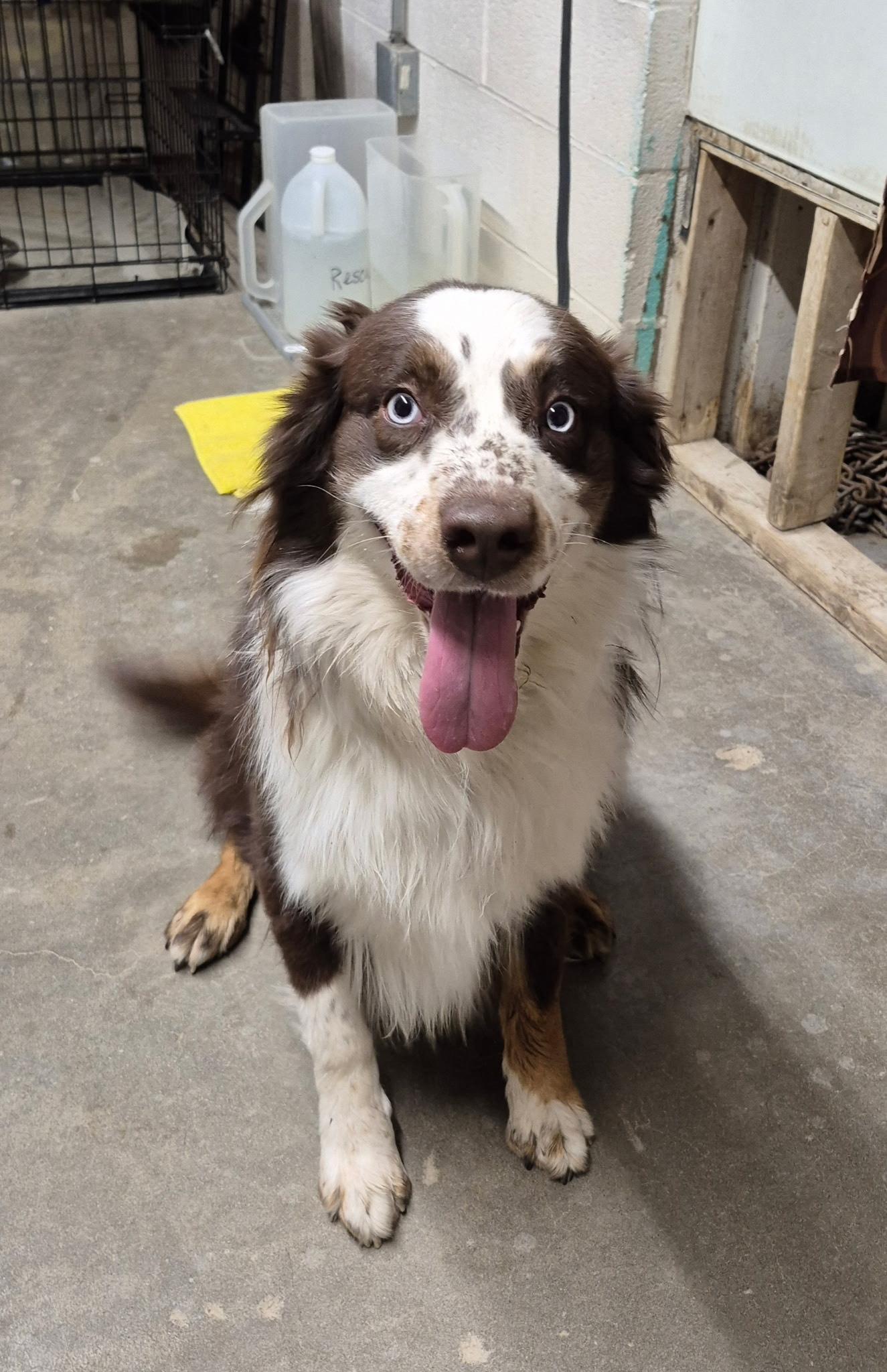 Copenhagen, ADOPTABLE, Young Male Border Collie & Australian Shepherd.