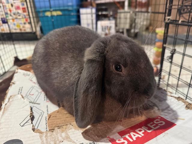 Rodney, ADOPTABLE, Young Male Lop Eared.