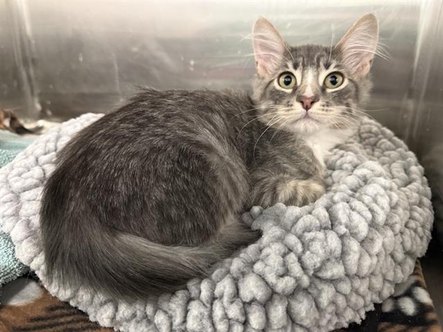 VIVALDI, Adoptable, Kitten Male Domestic Short Hair.