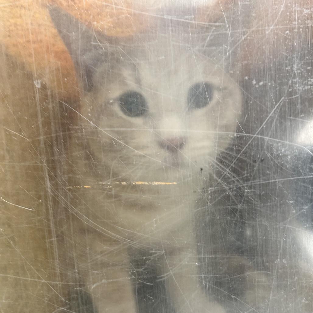 Khat, Adoptable, Adult Male Domestic Short Hair.