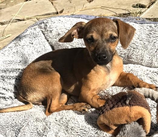 Enlarge Sage, a ADOPTABLE mixed breed in Santa Rosa, CA image 2/6