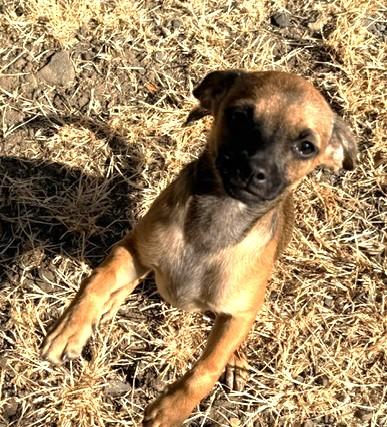 Enlarge Sage, a ADOPTABLE mixed breed in Santa Rosa, CA image 4/6