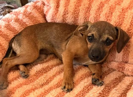 Enlarge Sage, a ADOPTABLE mixed breed in Santa Rosa, CA image 6/6