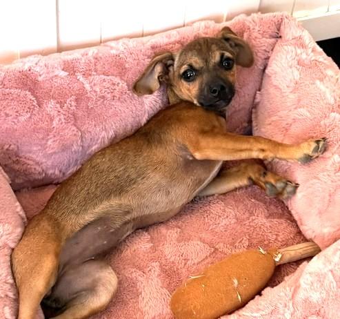 Enlarge Sage, a ADOPTABLE mixed breed in Santa Rosa, CA image 3/6